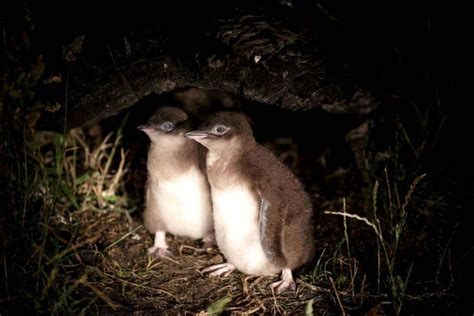 Bicheno Penguin Tours Review - Inspire Family Travel | Tasmania road ...