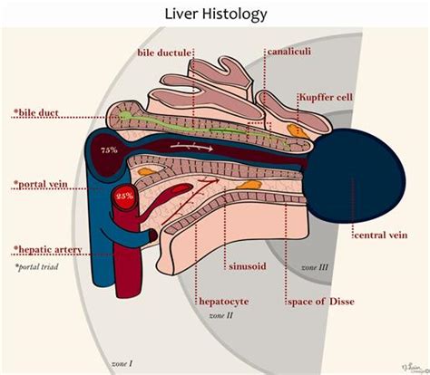 Liver Zones Histology