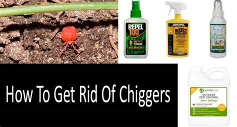 Treat Chiggers In Yard | Bindu Bhatia Astrology