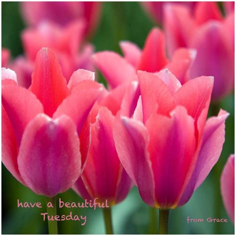 Good morning | Tulips flowers, Pink tulips, Flower images wallpapers