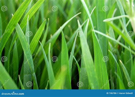 Grass close up stock photo. Image of nature, background - 746786