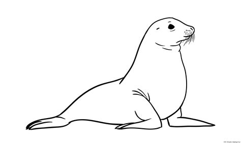 Drawing of Seal – Line art illustrations