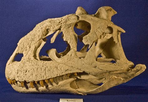 WitmerLab Dinosaur Skull Collection: majungasaurus