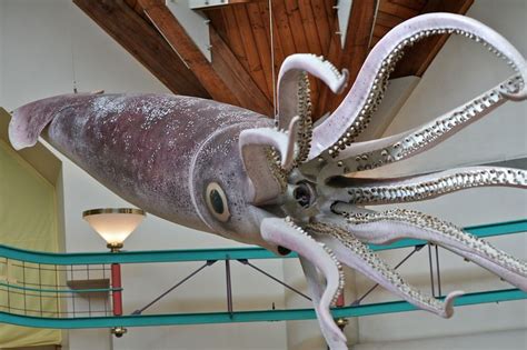 Watch Divers Come Face To Face With Giant Squid Off Japanese Coast ...