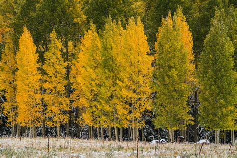 Aspen Loop Trail | Arizona Highways