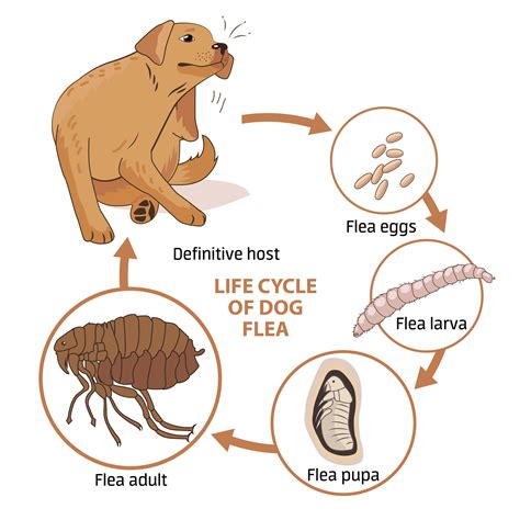 Flea Larvae