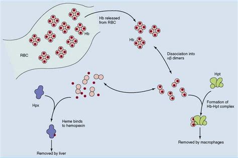 Plasma Proteins | Basicmedical Key