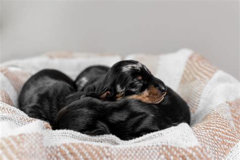 Video of Newborn Dachshund Puppies Makes Us Believe in Love at First ...