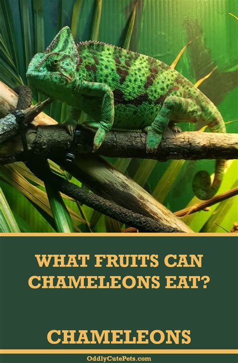 What Fruits Can Chameleons Eat | Chameleon pet, Chameleon, Veiled chameleon