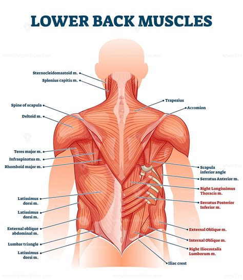 Lower back muscles labeled educational anatomical scheme vector ...