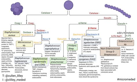 Gram Negative Coccobacilli Chart