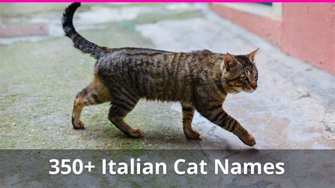 350+ Italian Cat Names (with meanings) For Male And Female Kitties