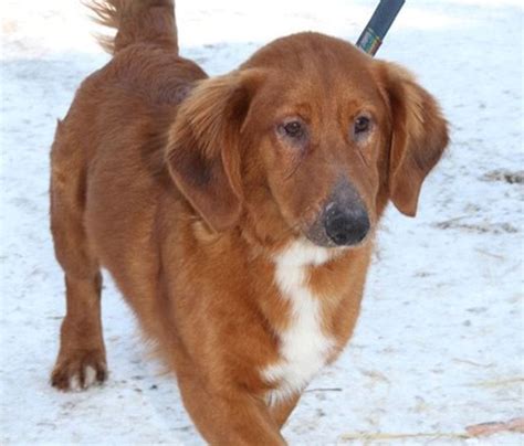 19 Irish Setter Mixes: Cute Canine Combos!