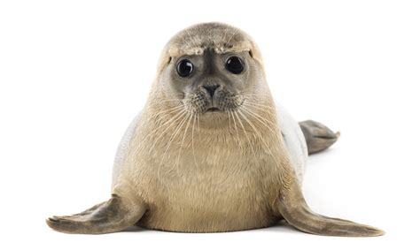 Earless seal definition and meaning | Collins English Dictionary