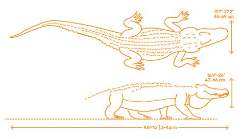 American Alligator (Alligator mississippiensis) Dimensions & Drawings ...