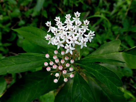 Flower Friday: Swamp Milkweed