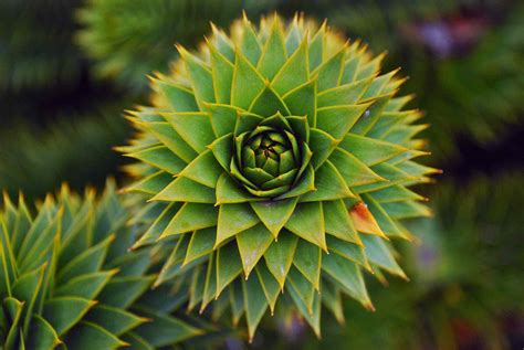 9 Amazing Fractals Found in Nature