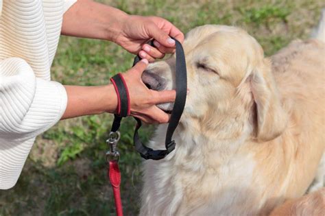 How to Put a Training Collar on Your Dog - Furcademy