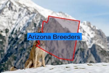 Top Berger Picard Breeders in Arizona - Ally Paws