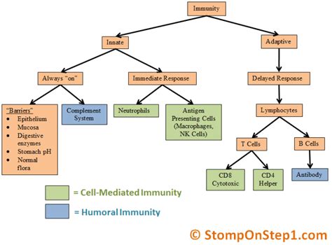 Adaptive Immune System Diagram