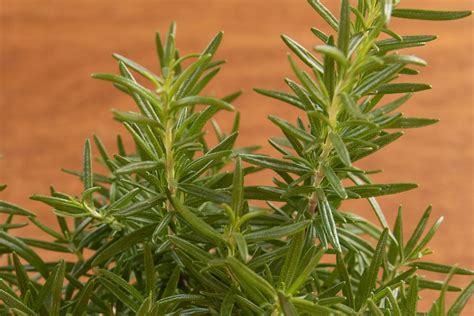 Rosemary seedlings - gertybid