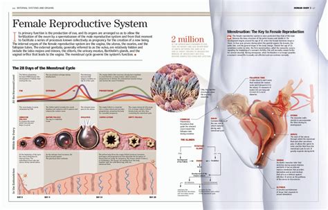 Pin on Human Body