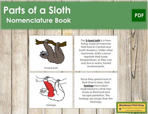 Parts of a Sloth Nomenclature Book RED Zoology Printable - Etsy Hong Kong