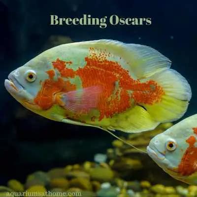 Breeding Oscar fish