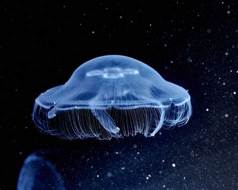 How moon jellyfish get about – BIOENGINEER.ORG