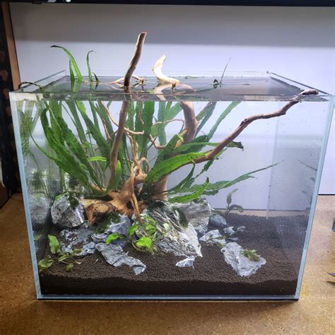 Step-By-Step Guide - Starting Your First Planted Aquarium – AQUAPROS