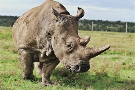 15 Fascinating Northern White Rhino Facts