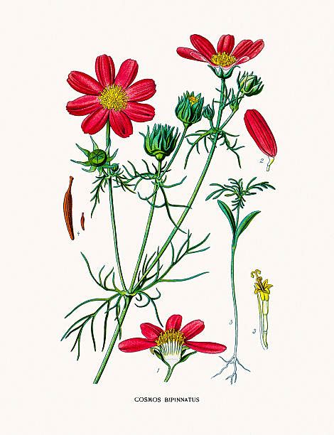 Garden cosmos clipart - Clipground