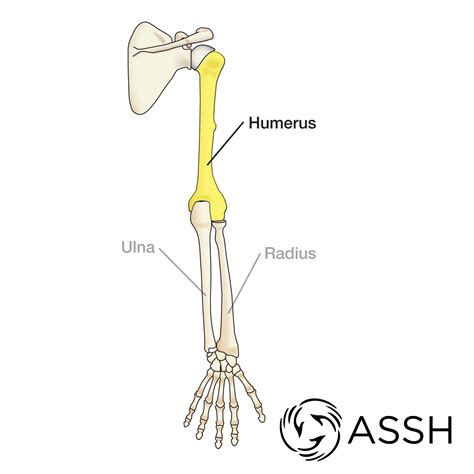 Human Arm Bones And Muscles