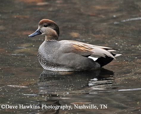 Gadwall Duck, Anas strepera, information from the Tennessee Wildlife ...