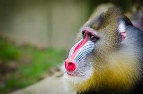 Baboon vs Mandrill vs Monkey difference and comparison