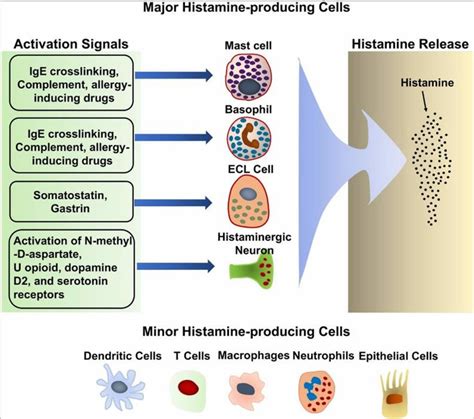 Mast cell activation syndrome causes, symptoms, diagnosis, treatment & diet