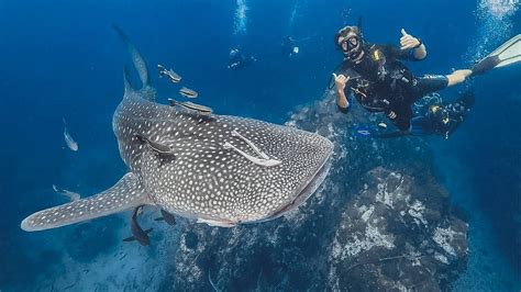 Diving with Whale Sharks in the Similan Islands