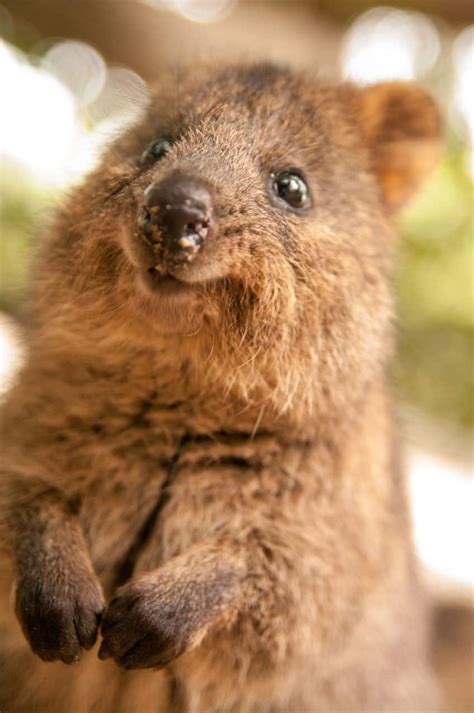 Fun Facts About Cute Animals – Quokka Edition | Explore | Awesome ...