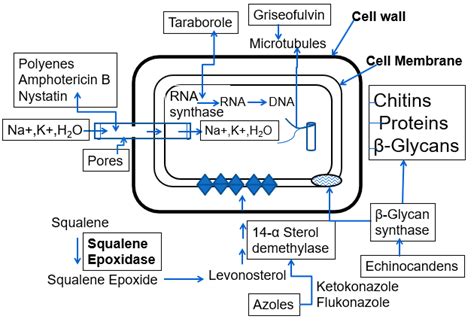 Schematic diagram of mechanism of action of different antifungal drugs ...