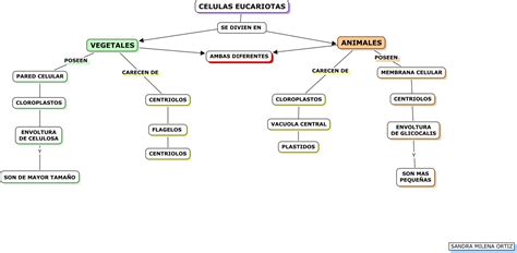 Mapa Conceptual Celula Eucariota Top Mapas Images | Porn Sex Picture