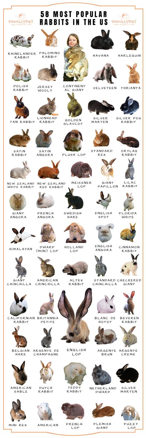 Pin on Rabbits Care and needs