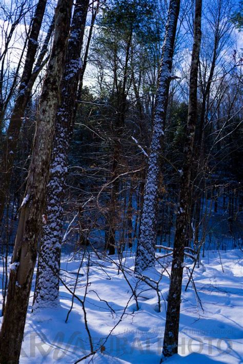 One Photo A Day | Day 20 | Fresh Snow On Trees - krnaturalphoto's Blog