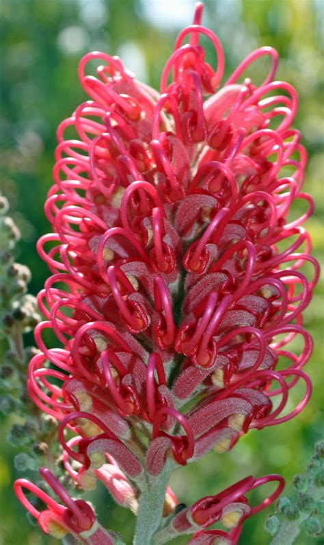 A Passion for Flowers: 5 Reasons to Love Grevillea Flowers