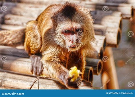 Capuchin Monkey in Their Natural Habitat. Stock Photo - Image of brown ...