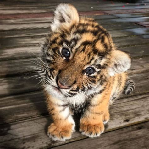 Baby tiger!!😍😄 By 📷 Unknown DM #Animalonplanet | Bayi anjing, Piaraan ...