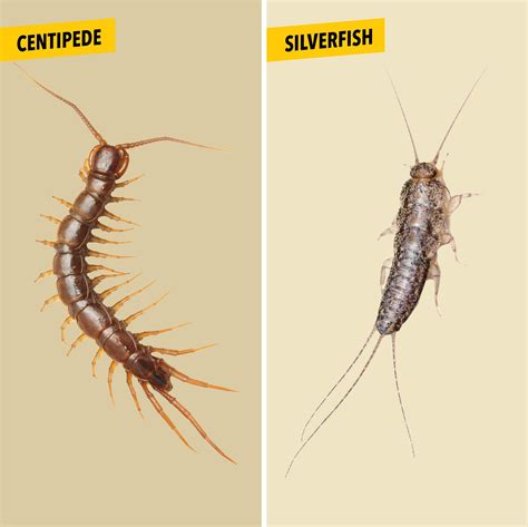 House Centipede vs. Silverfish: What's the Difference?