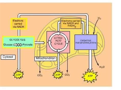 cellular respiration animation worksheet - errollandi