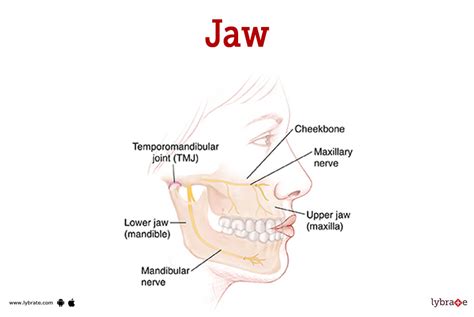 Jaw (Human Anatomy): Image, Function, Diseases, and Treatments