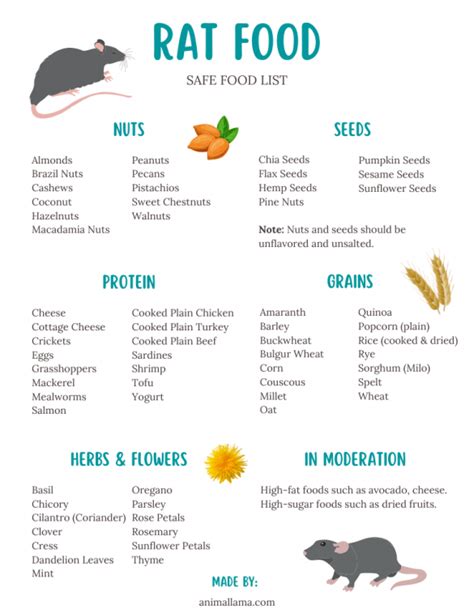 Safe Rat Food List: Veggies, Fruits, Nuts, Seeds, Herbs, Protein & More