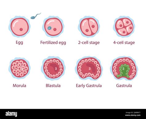 Morula blastula gastrula hi-res stock photography and images - Alamy